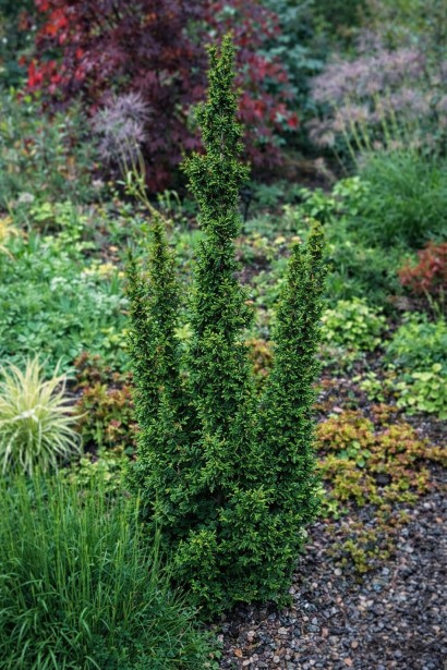 Thuja occidentalis Malonyana Holub